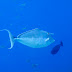 Humpback Unicornfish - Photo (c) 104623964081378888743, some rights reserved (CC BY-NC-SA)