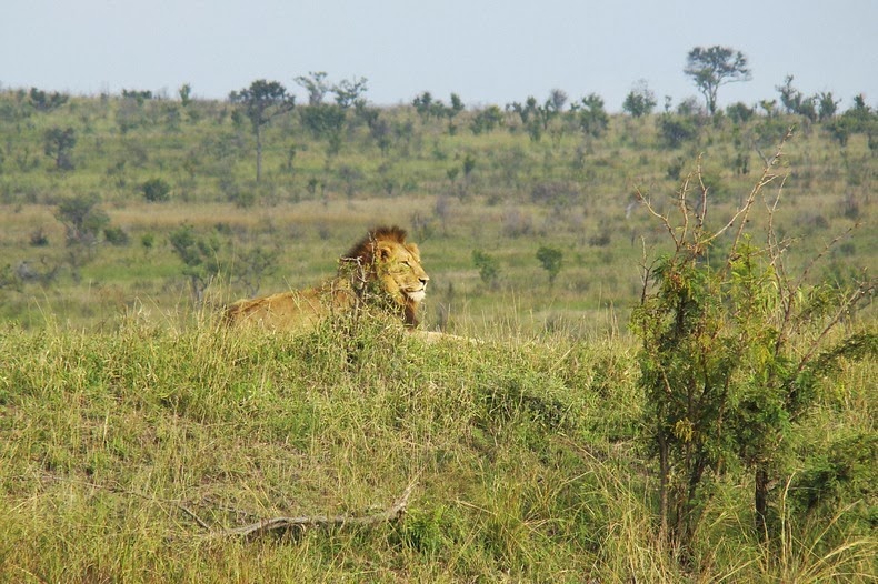 kruger-1 kruger-1