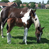 veulenszomer2011 004.jpg