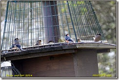 RSPB Sandwell Valley - Early spring