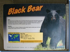 0237 Alberta Calgary - Calgary Zoo The Canadian Wilds - Black Bear
