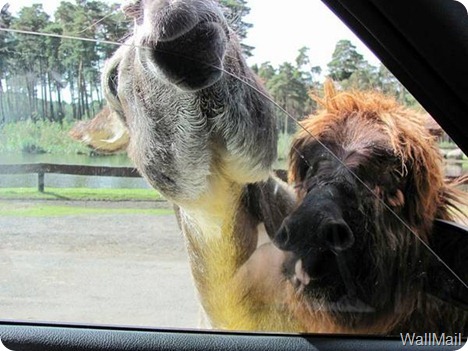 Wallmail Funny Picture 