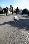 I wonder if we can sneak by the donkey paddock.