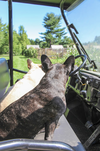 Say, Sharkey, let's check out the corn patch on our way down to deliver the kitchen scraps to the chickens. Say, Sharkey, let's check out the corn patch on our way down to deliver the kitchen scraps to the chickens.