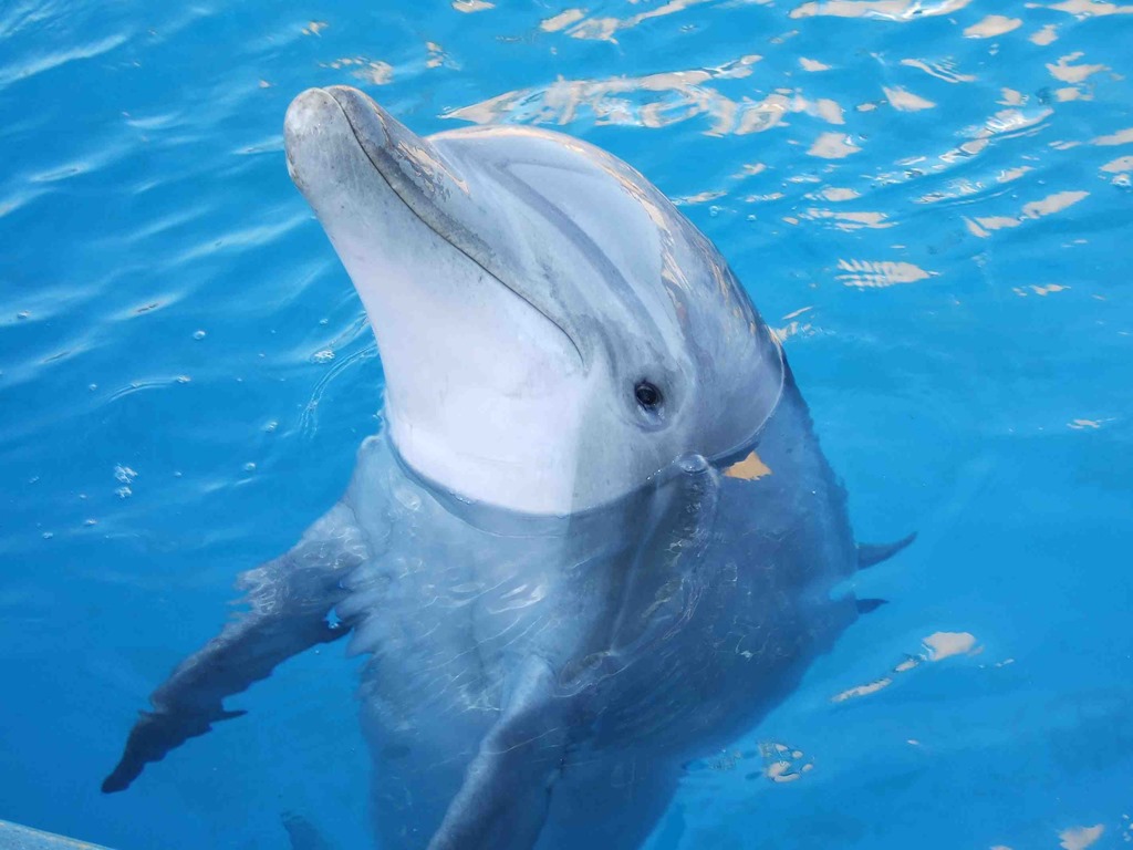 [Amazing%2520Animals%2520Pictures%2520Dolphin%2520%25284%2529%255B3%255D.jpg]