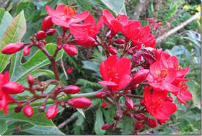 IMG_4809 IMG_4809