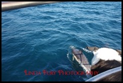 Cruise 034