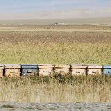 Tianshan - Ruches au bord de la route