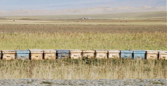 Tianshan - Ruches au bord de la route