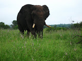 South Africa - 050.JPG