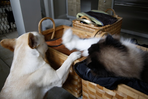 Talk to the paw, Sharkey!
