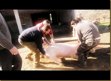 Matança do porco, em castelo branco mogadouro 03