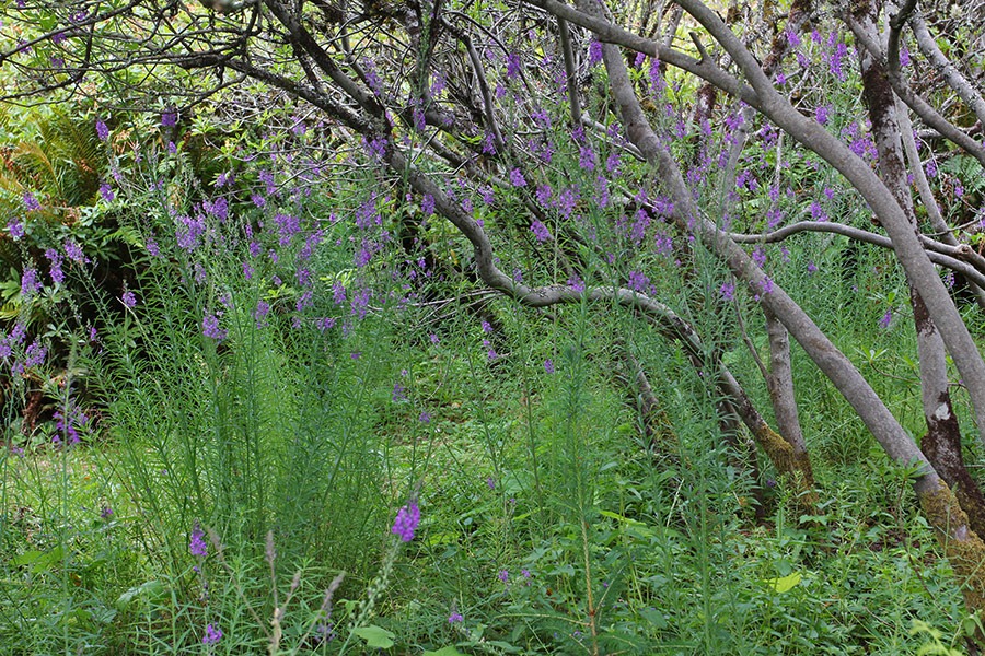 [110712_purpletrees_brookings3.jpg]