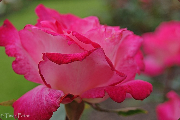 SONY DSC