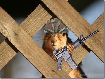 Combat squirrel