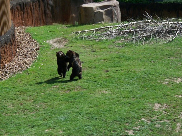 [bears%2520fighting%255B2%255D.jpg]