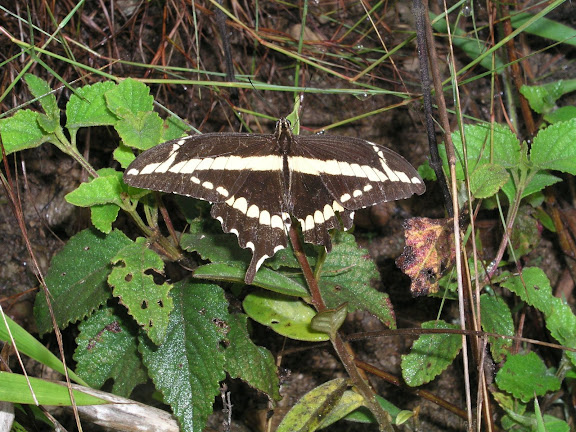 Papilio paeon paeon BOISDUVAL, 1836. Coroico (1800 m), Bolivie, 10 janvier 2004. Photo : H. Bloch