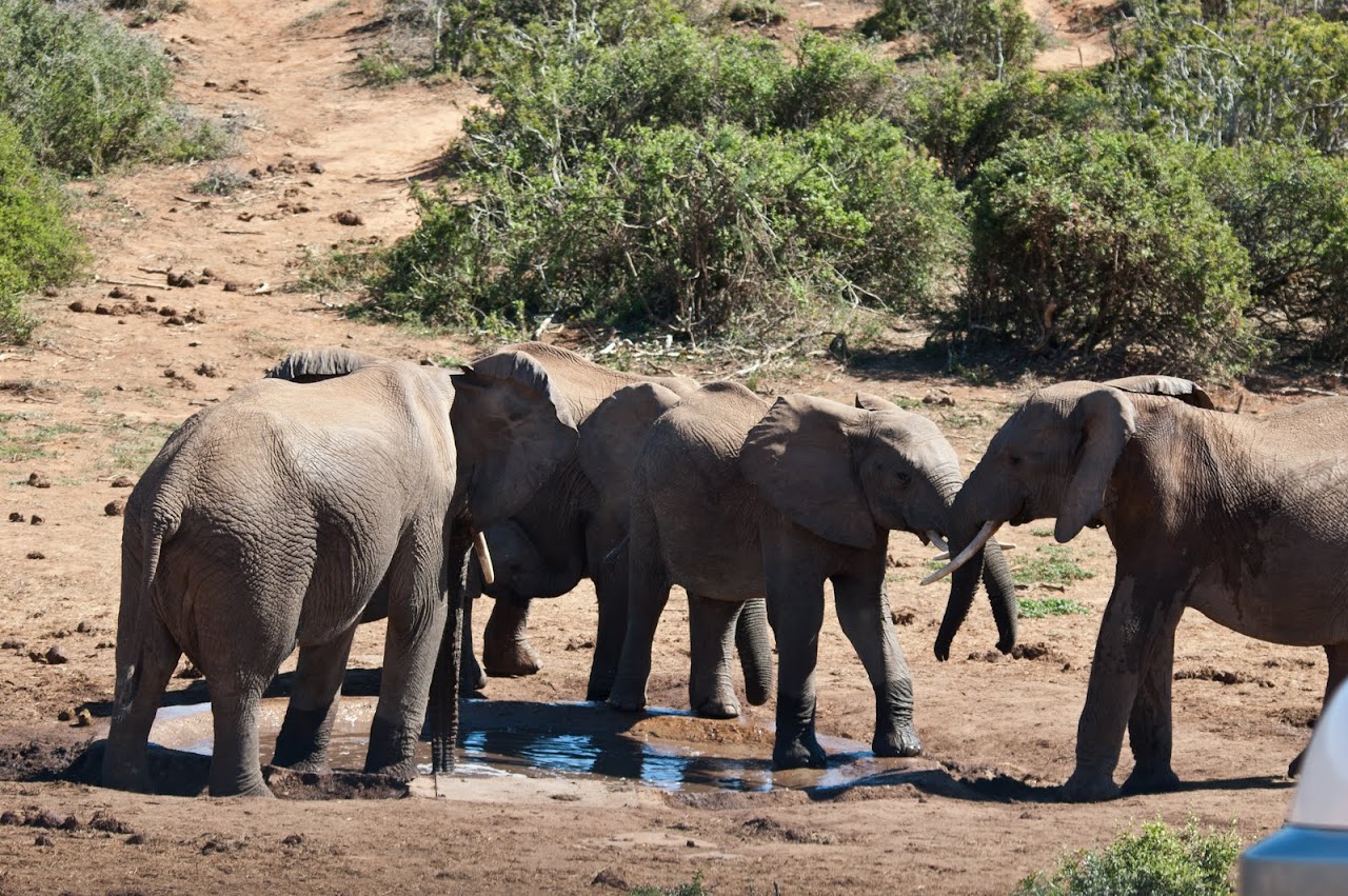 Elephants at Addo