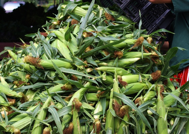 [corn%2520migliorelli%255B5%255D.jpg]