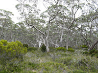 Snow gum woodland Photo