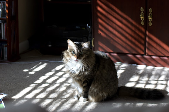 The Mancoon among us.  The cats are adjusting to the new home occupant, but they're still not trusting of her.
