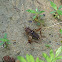 Cricket