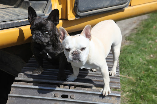 These guys are here to dig drainage ditches to make sure that water is going to the proper place!  Sharkey, did you know that improper drainage can desiccate soil, making it very unhealthy?