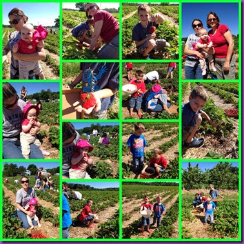 strawberry picking