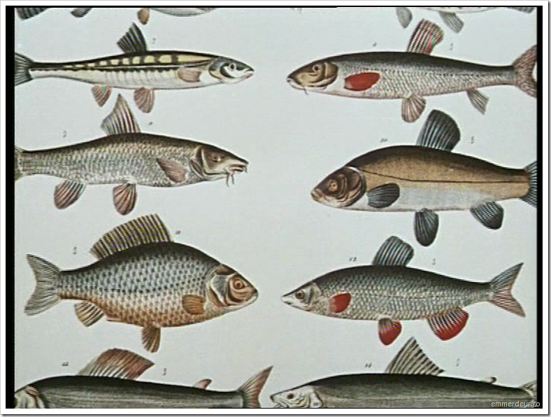 jan svankmajer historia naturae emmerdeur_202 jan svankmajer historia naturae emmerdeur_202