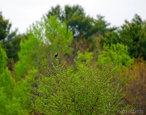 4. bobolink-kab