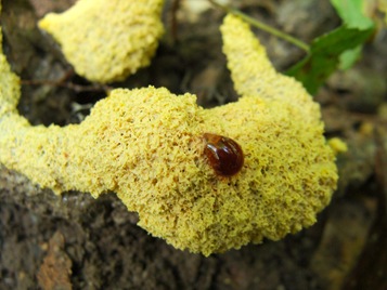 Dog vomit slime Fuligo septica Dog vomit slime Fuligo septica