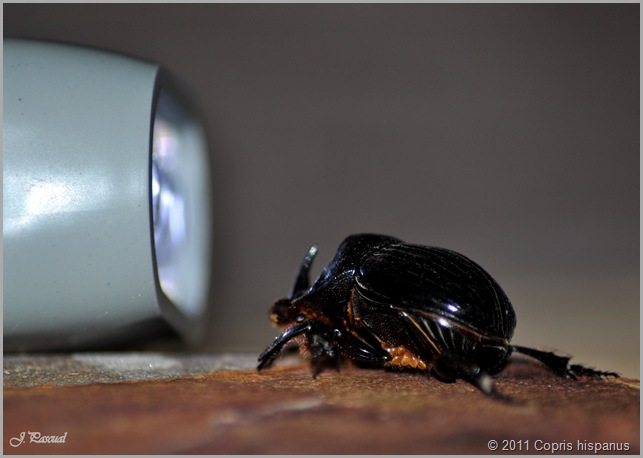 DSC_0684 DSC_0684