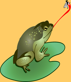 bullfrog