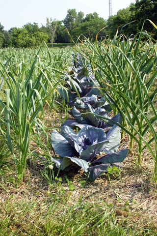 [1%2520farm%252015%255B4%255D.jpg]