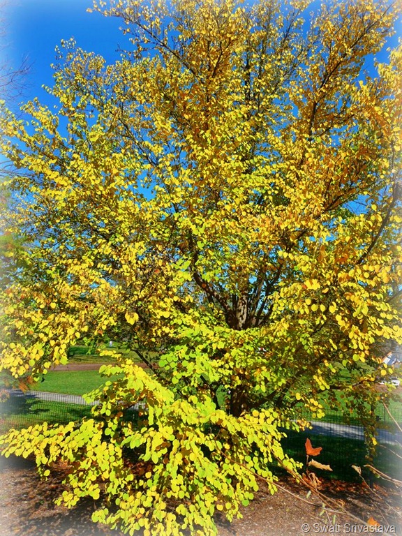 Trees2.jpg Trees2.jpg