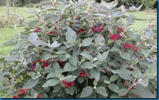 Mohican Viburnum