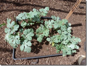 leggy watermelon seedlings leggy watermelon seedlings