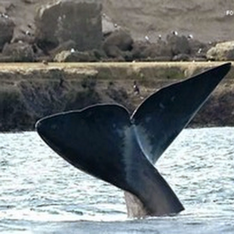 Whales in Patagonia.