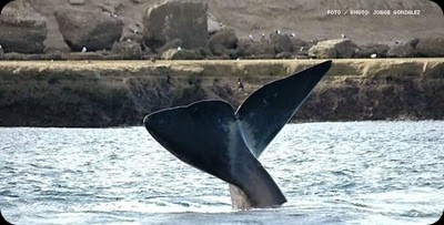 whales in patagonia