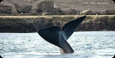 whales in patagonia whales in patagonia