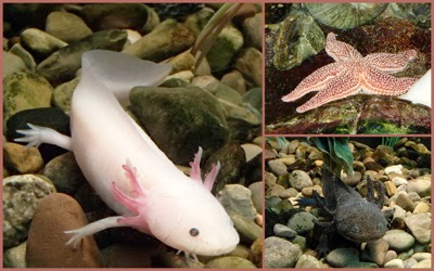 aquarium collage.jpg Aquarium collage