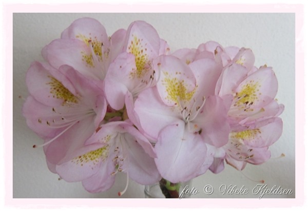 rhodo_21.06.13 rhodo_21.06.13