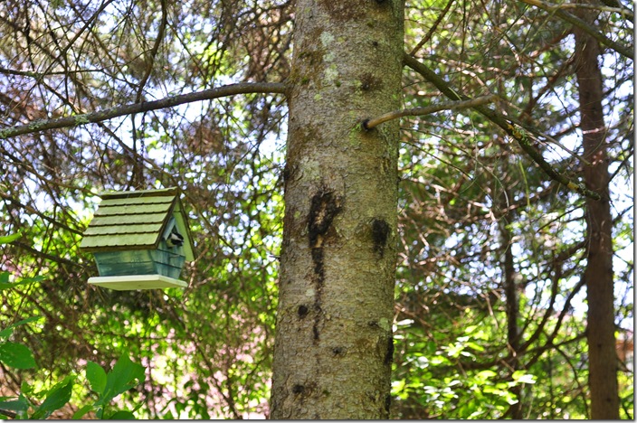 chickadee chickadee