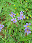 Sisyrhinchium, also known as blue-eyed grass, in the Hill Country meadow. This iris relative is one of those plants you can't help but be charmed by, and it's a native Texan!