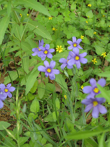 Sisyrhinchium, also known as blue-eyed grass, in the Hill Country meadow. This iris relative is one of those plants you can't help but be charmed by, and it's a native Texan!