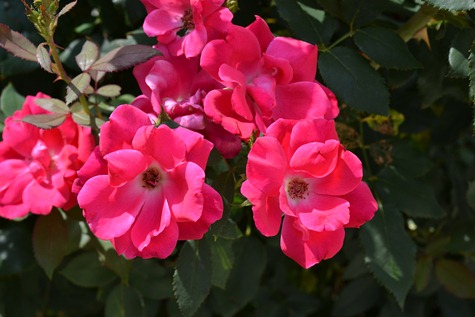 DSC_0203 DSC_0203