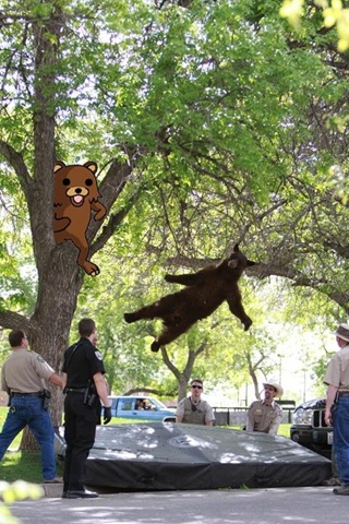 [falling-bear-meme-8%255B2%255D.jpg]