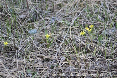 Ranunculus rhomboideus (Prairie Buttercup) May 16 Ashleyys road