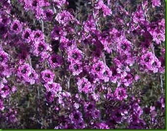 Leptospermum scoparium Leptospermum scoparium