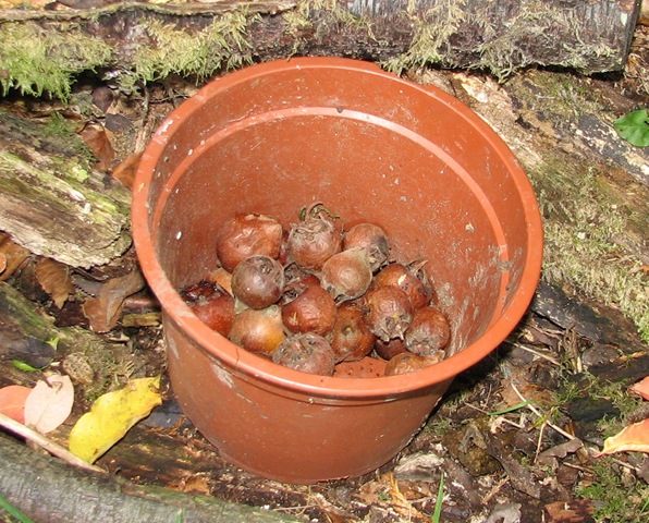[20111107%2520Metre%2520medlars%2520in%2520flowerpot%2520%255B3%255D.jpg]
